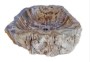 Petrified Wood a